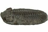 Long Eldredgeops Trilobite Fossil - Paulding, Ohio #232230-1